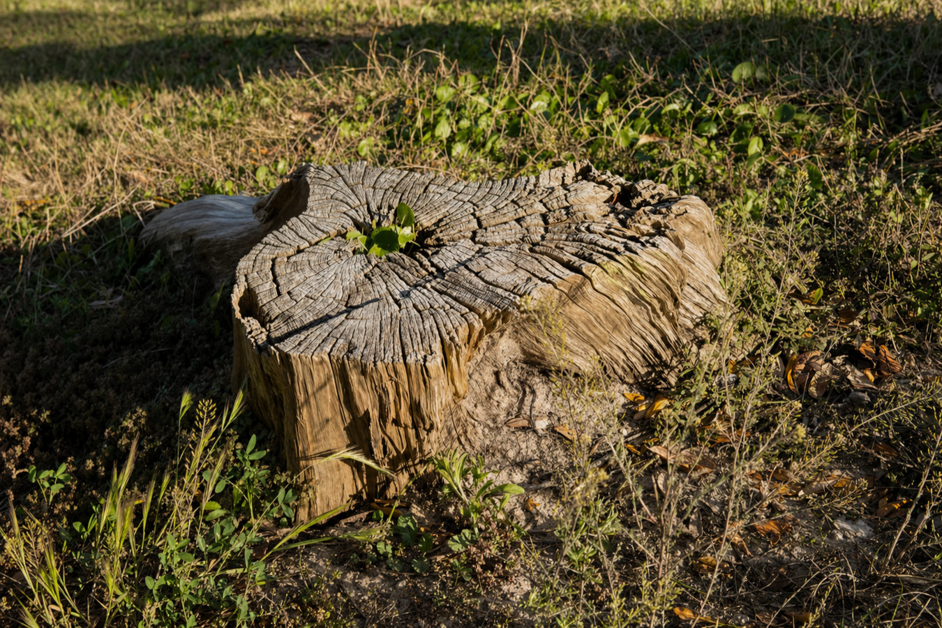 Stump grinding in Laredo, TX