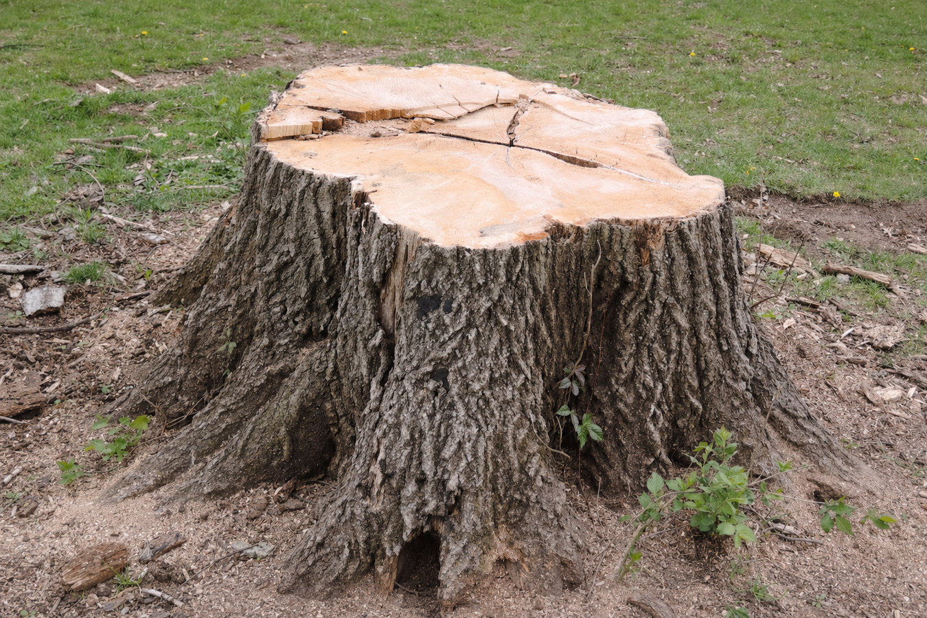 Stump removal in Laredo, TX