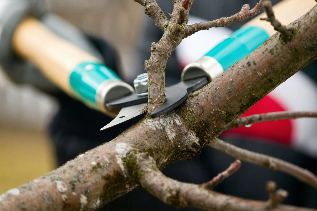 Tree pruning in Laredo, TX